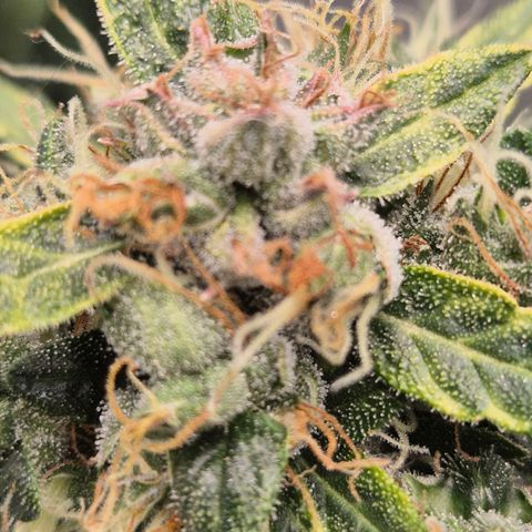 💚CHOCOLOPE 🍫 ☕️auto (56-63 BT) growlog timeline photo