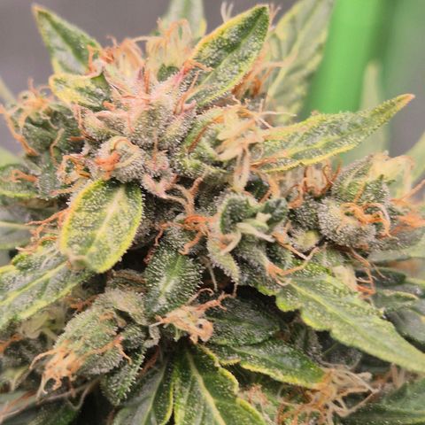 💚CHOCOLOPE 🍫 ☕️auto (56-63 BT) growlog timeline photo