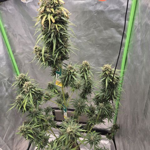 💚CHOCOLOPE 🍫 ☕️auto (56-63 BT) growlog timeline photo