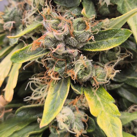 💚CHOCOLOPE 🍫 ☕️auto (56-63 BT) growlog timeline photo