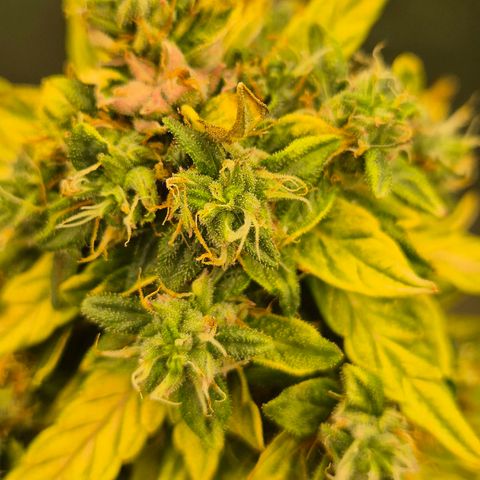 💚CHOCOLOPE 🍫 ☕️auto (56-63 BT) growlog timeline photo