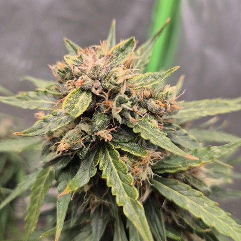 💚CHOCOLOPE 🍫 ☕️auto (56-63 BT) growlog timeline photo