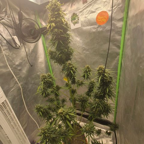 💚CHOCOLOPE 🍫 ☕️auto (56-63 BT) growlog timeline photo
