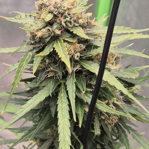 💚CHOCOLOPE 🍫 ☕️auto (56-63 BT) growlog timeline photo