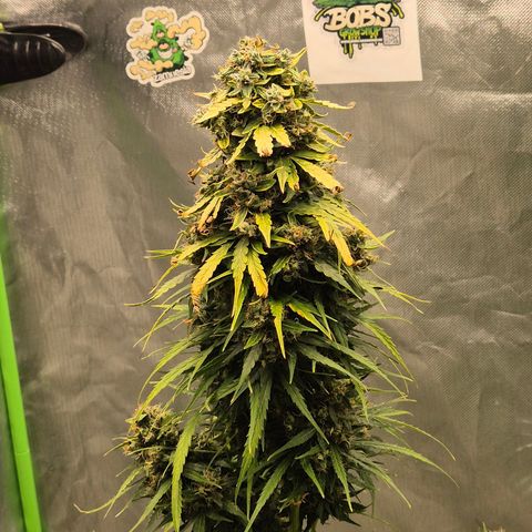 💚CHOCOLOPE 🍫 ☕️auto (56-63 BT) growlog timeline photo