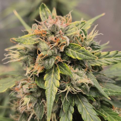 💚CHOCOLOPE 🍫 ☕️auto (56-63 BT) growlog timeline photo