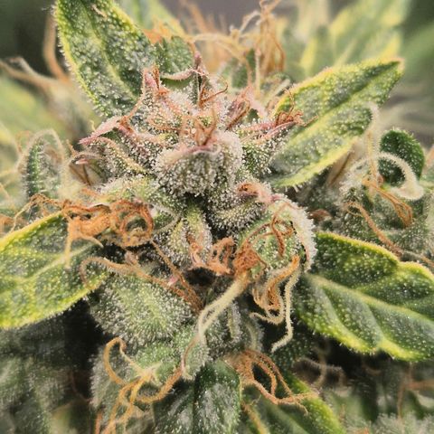 💚CHOCOLOPE 🍫 ☕️auto (56-63 BT) growlog timeline photo