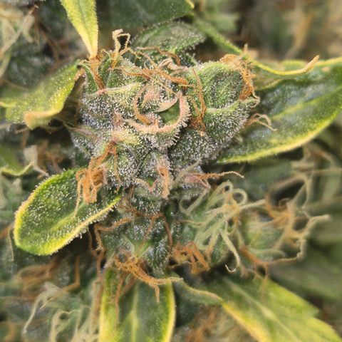 💚CHOCOLOPE 🍫 ☕️auto (56-63 BT) growlog timeline photo