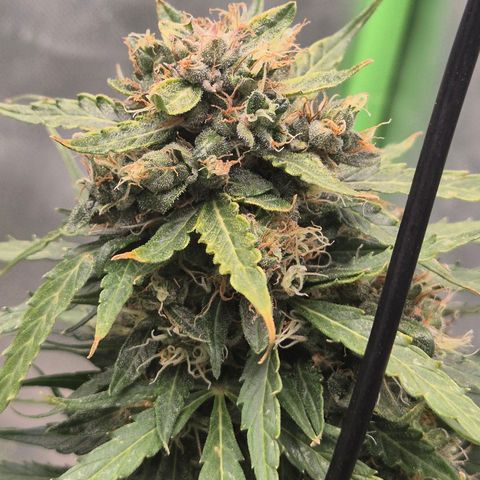 💚CHOCOLOPE 🍫 ☕️auto (56-63 BT) growlog timeline photo
