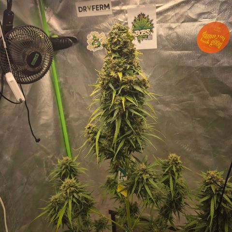 💚CHOCOLOPE 🍫 ☕️auto (56-63 BT) growlog timeline photo