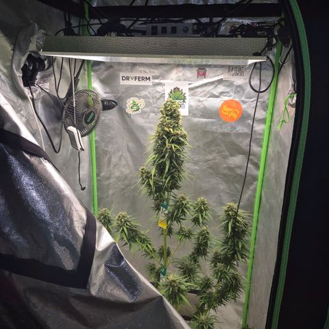 💚CHOCOLOPE 🍫 ☕️auto (56-63 BT) growlog timeline photo