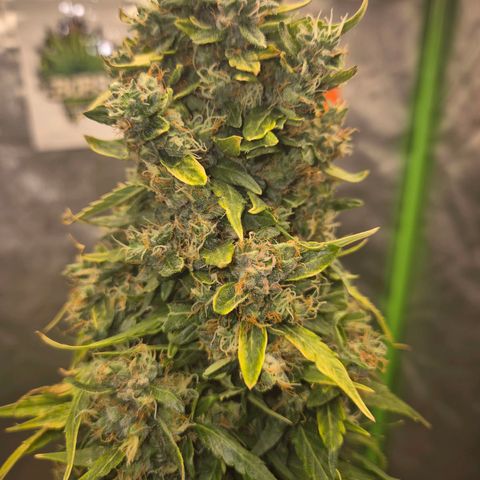 💚CHOCOLOPE 🍫 ☕️auto (56-63 BT) growlog timeline photo