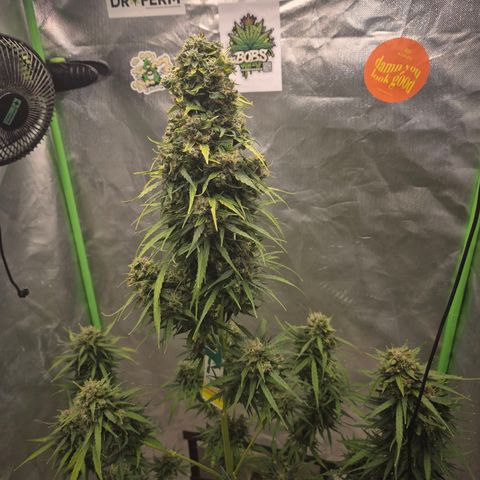 💚CHOCOLOPE 🍫 ☕️auto (56-63 BT) growlog timeline photo
