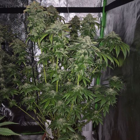 💚Bubba kush 🦝 (56-63 BT) growlog timeline photo
