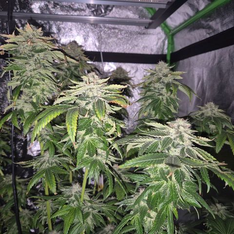 💚Bubba kush 🦝 (56-63 BT) growlog timeline photo
