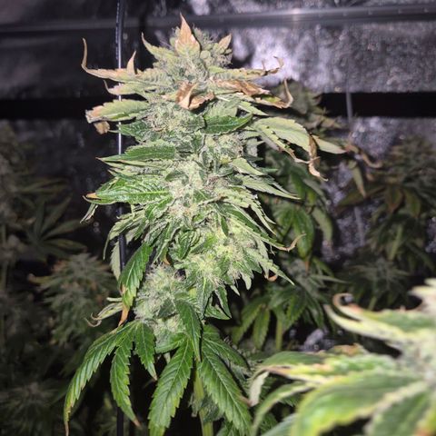 💚Bubba kush 🦝 (56-63 BT) growlog timeline photo