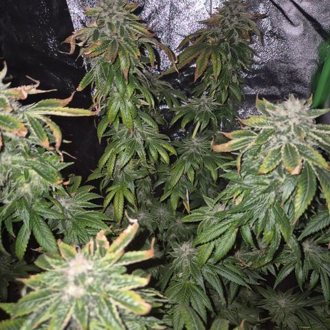 💚Bubba kush 🦝 (56-63 BT) growlog timeline photo