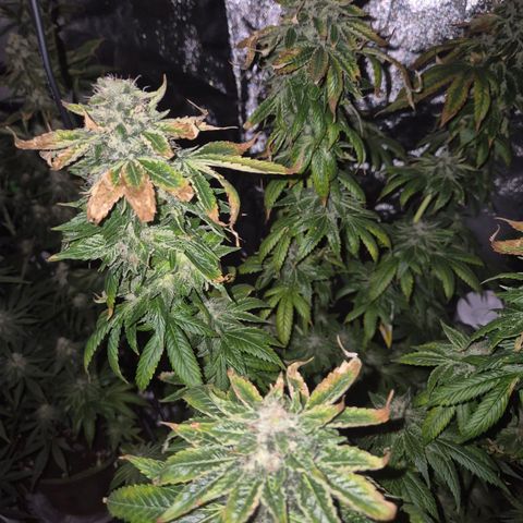 💚Bubba kush 🦝 (56-63 BT) growlog timeline photo
