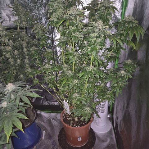 💚Bubba kush 🦝 (56-63 BT) growlog timeline photo