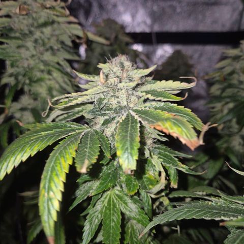 💚Bubba kush 🦝 (56-63 BT) growlog timeline photo