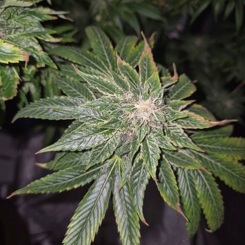 💚Bubba kush 🦝 (56-63 BT) growlog timeline photo