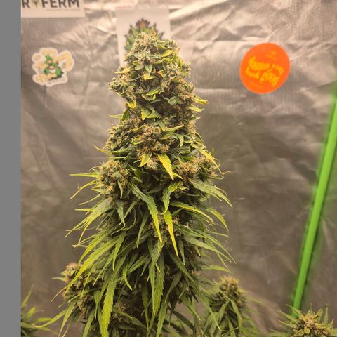 💚CHOCOLOPE 🍫 ☕️auto (56-63 BT) growlog timeline photo