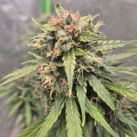 💚CHOCOLOPE 🍫 ☕️auto (56-63 BT) growlog timeline photo