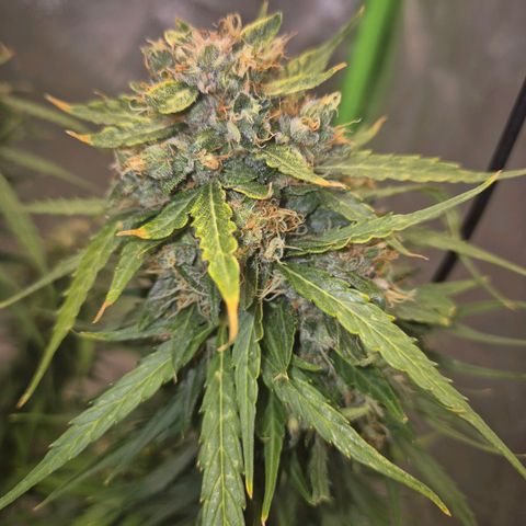 💚CHOCOLOPE 🍫 ☕️auto (56-63 BT) growlog timeline photo