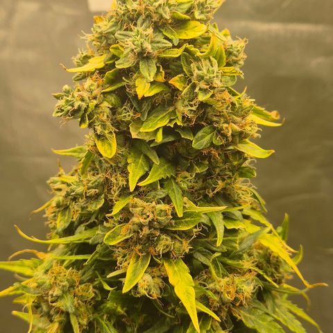 💚CHOCOLOPE 🍫 ☕️auto (56-63 BT) growlog timeline photo