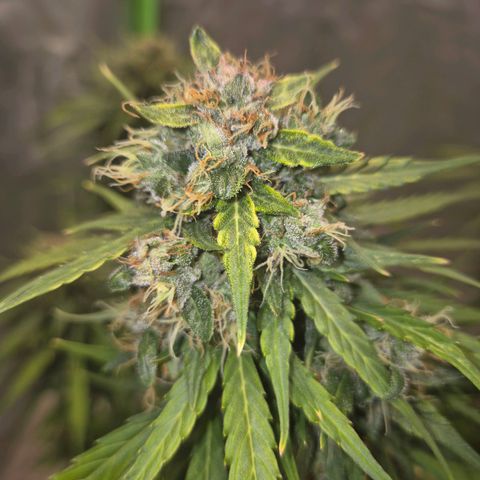 💚CHOCOLOPE 🍫 ☕️auto (56-63 BT) growlog timeline photo