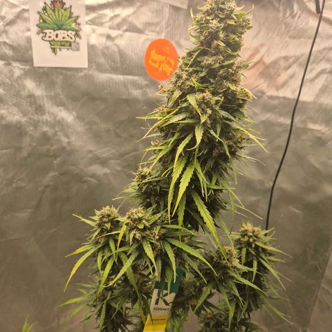💚CHOCOLOPE 🍫 ☕️auto (56-63 BT) growlog timeline photo