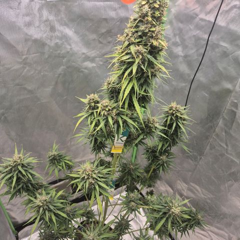 💚CHOCOLOPE 🍫 ☕️auto (56-63 BT) growlog timeline photo