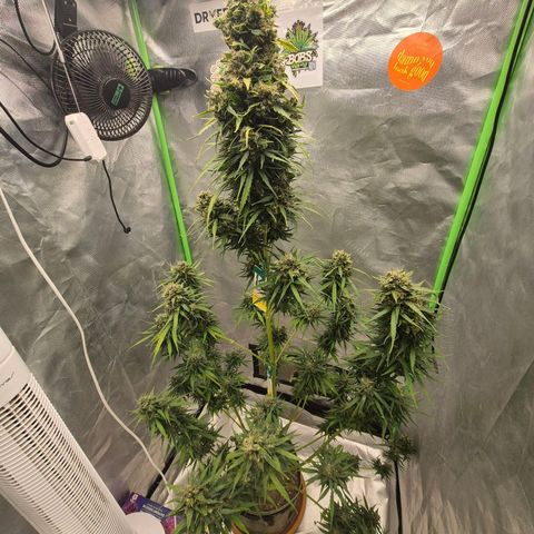 💚CHOCOLOPE 🍫 ☕️auto (56-63 BT) growlog timeline photo