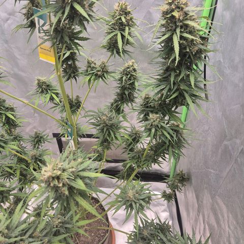 💚CHOCOLOPE 🍫 ☕️auto (56-63 BT) growlog timeline photo