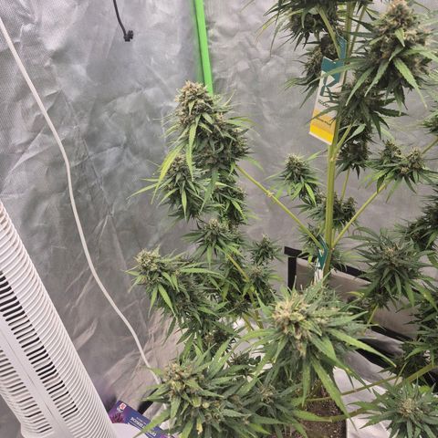 💚CHOCOLOPE 🍫 ☕️auto (56-63 BT) growlog timeline photo