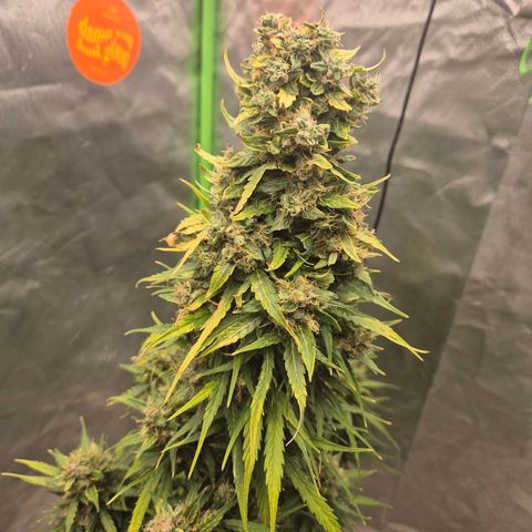 💚CHOCOLOPE 🍫 ☕️auto (56-63 BT) growlog timeline photo
