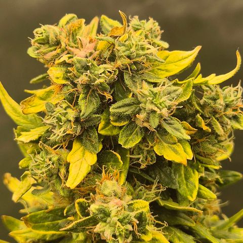 💚CHOCOLOPE 🍫 ☕️auto (56-63 BT) growlog timeline photo