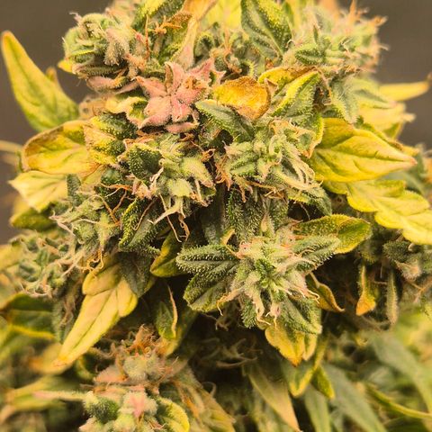 💚CHOCOLOPE 🍫 ☕️auto (56-63 BT) growlog timeline photo