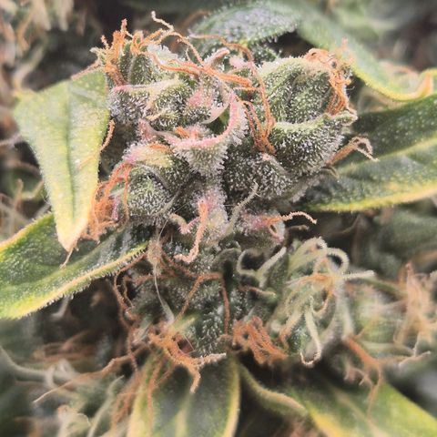 💚CHOCOLOPE 🍫 ☕️auto (56-63 BT) growlog timeline photo