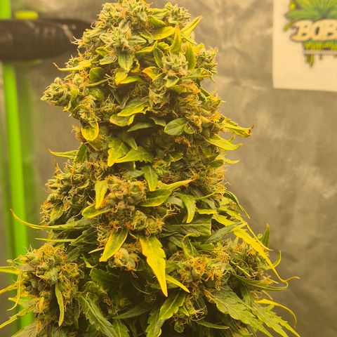 💚CHOCOLOPE 🍫 ☕️auto (56-63 BT) growlog timeline photo