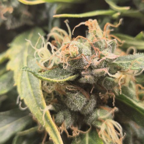 💚CHOCOLOPE 🍫 ☕️auto (56-63 BT) growlog timeline photo