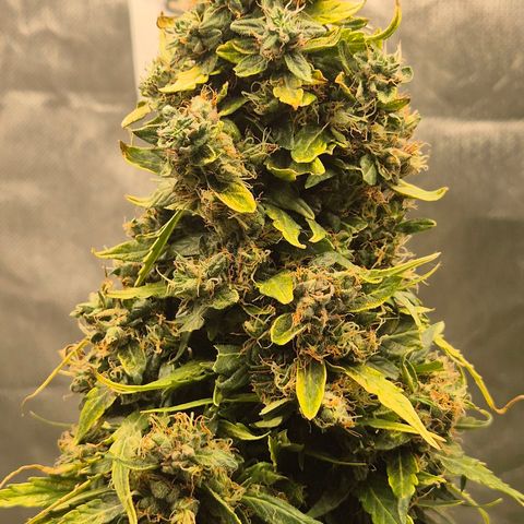 💚CHOCOLOPE 🍫 ☕️auto (56-63 BT) growlog timeline photo