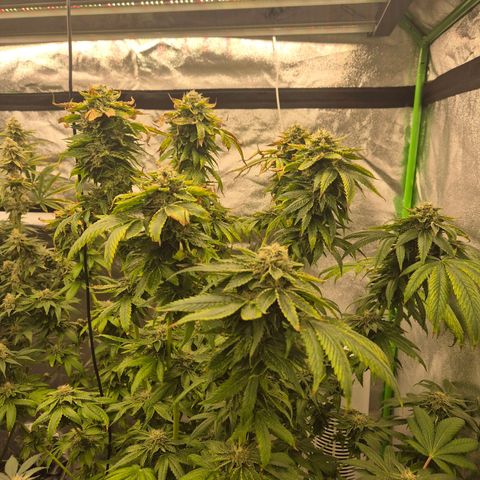 💚Bubba kush 🦝 (56-63 BT) growlog timeline photo
