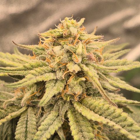 Mimosa evo stecki  🍊🍋🍍 (65-70bt) growlog timeline photo