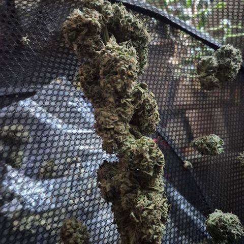 ICE 💚🧊 (63-70bt) growlog timeline photo