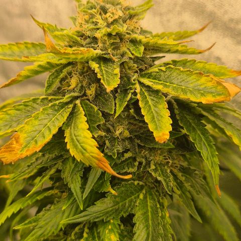 💚Bubba kush 🦝 (56-63 BT) growlog timeline photo