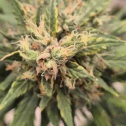 💚CHOCOLOPE 🍫 ☕️auto (56-63 BT) growlog timeline photo
