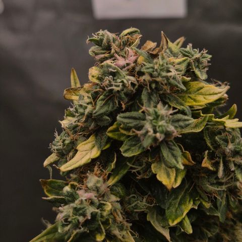 💚CHOCOLOPE 🍫 ☕️auto (56-63 BT) growlog photo: 💚