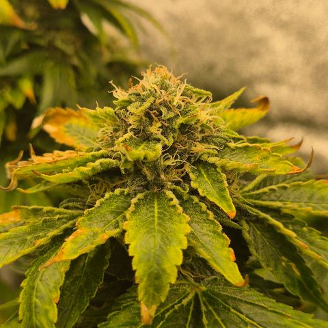 💚Bubba kush 🦝 (56-63 BT) growlog timeline photo