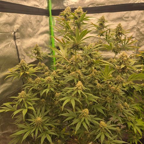 Tangerine dream 🌴 (60-65bt)  growlog timeline photo